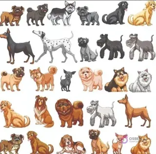 Colección de ilustraciones vectoriales de múltiples razas de perros: Dóberman, Dálmata, Husky, Schnauzer, Golden Retriever, Pug, Chihuahua, Labrador y más, en diferentes poses